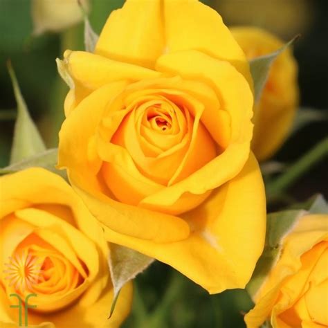Wholesale Flowers Yellow Spray Roses Fabulous Florals