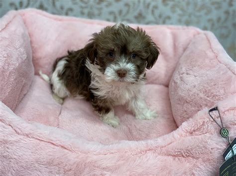 Furrylicious® Havanese Dog Male Chocolate Sable 3078257 Furrylicious®