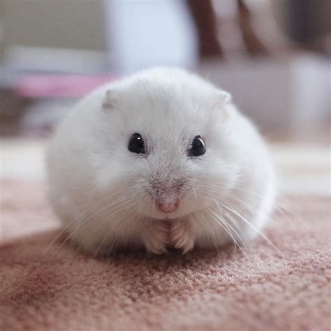 Pin By Squishy Fluffy On Pets ♡ Cute Hamsters Cute Baby Animals
