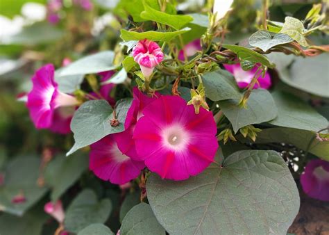 Morning glory is herbaceous, perennial plant with palmate leaves and large, showy white to lavender flowers. Morning Glories: How to Plant, Grow, and Care for Morning ...