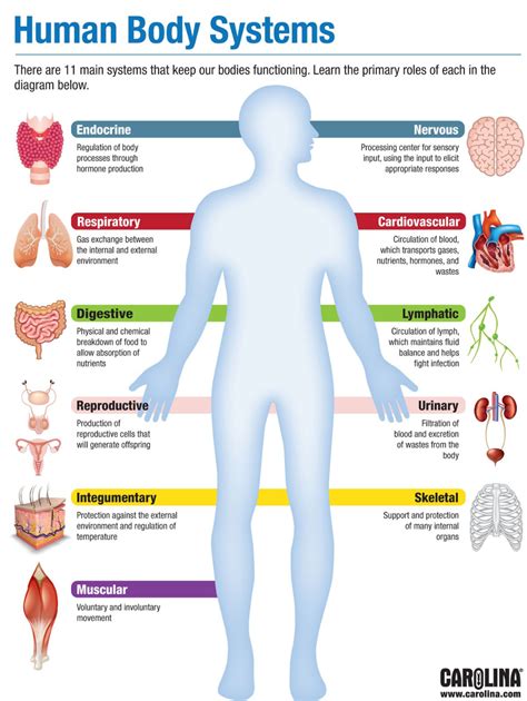 Infographic Human Body Systems Human Body Systems