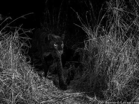 Rare African Black Leopard Photographed For First Time In 100 Years