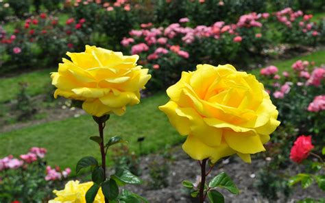 Most Beautiful Yellow Roses Wallpapers15 Good Morning Romantic Rose