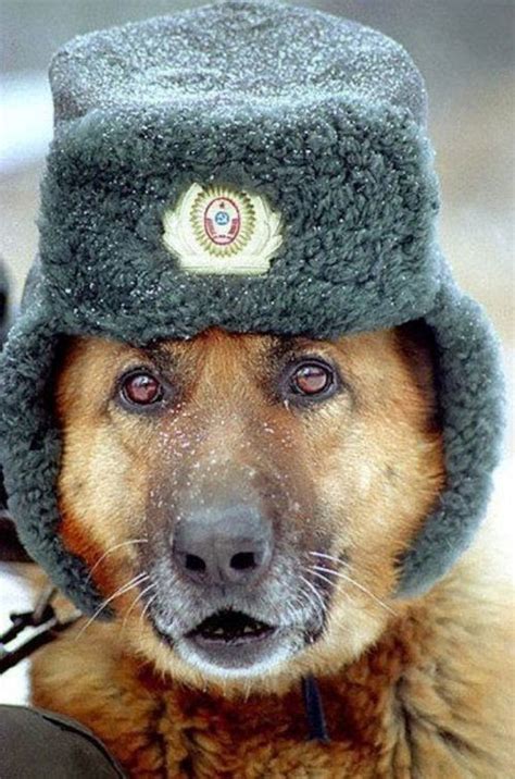 The Daily Smiles Russian Dog Hat