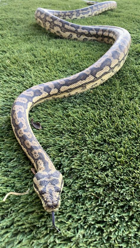 Green Anaconda Length Female Wild