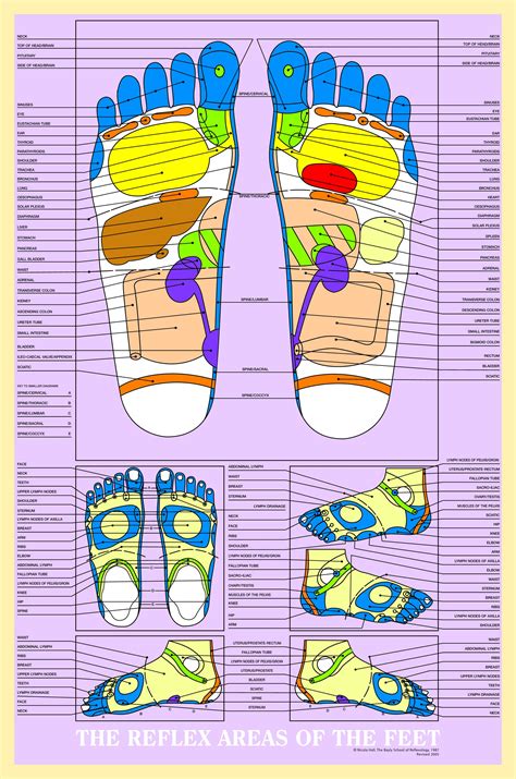 Large Colour Chart Of Reflex Areas Of The Feet 20x30