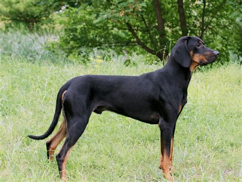 Black And Tan Coonhound Dog Breed Information And Pictures Livelife