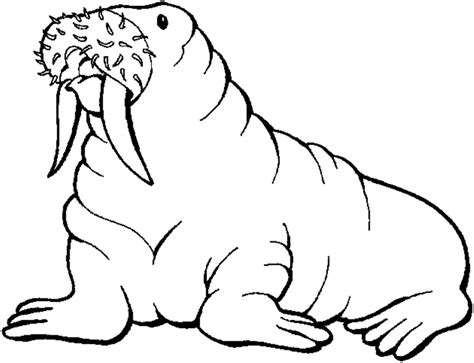 More 100 images of different animals for children's creativity. Free Printable Walrus Coloring Pages For Kids