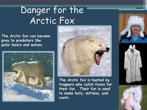 Ppt The Arctic Fox Powerpoint Presentation Free Download Id2424752