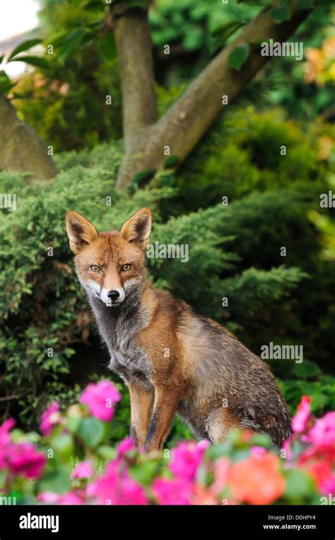 A Red Fox Vulpes Vulpes Vixen In Mid Moult Staring Straight At The