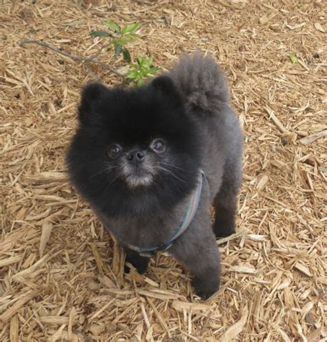Dog Of The Day Milo The Melanistic Red Panda Or Possibly Pomeranian