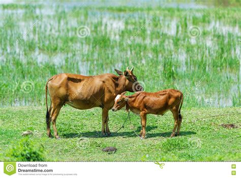 Two Cows Are Grazed On A Pasture Stock Photo Image Of Farm Farming