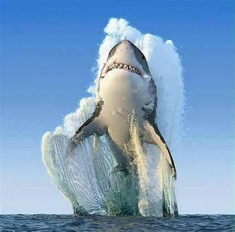 Foto Del Año De National Geographic 2016 Gran Tiburón Blanco