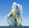 Foto del año de National Geographic (2016). | Gran tiburón blanco ...