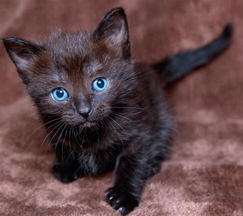 Chiêm Bao Thấy Mèo đen đẻ Con Mang ý Nghĩa Gì Tin Tức