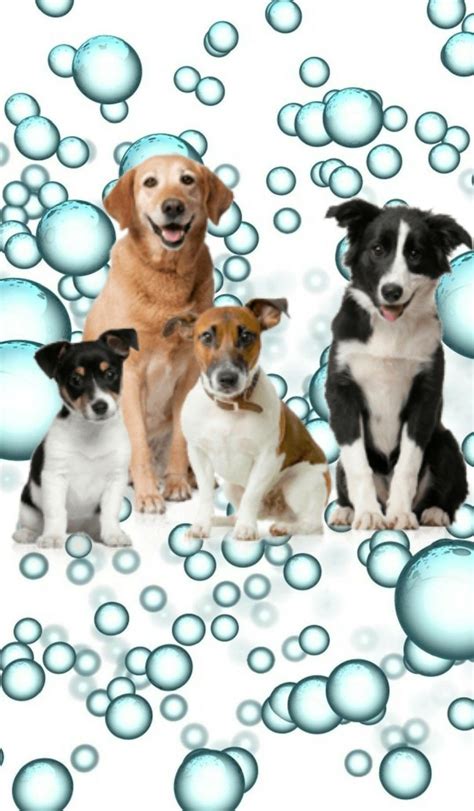 Dogs And Bubbles Wallpaper