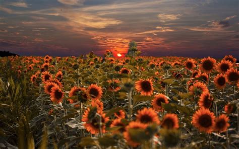 Download Sun Sunset Field Nature Sunflower Hd Wallpaper
