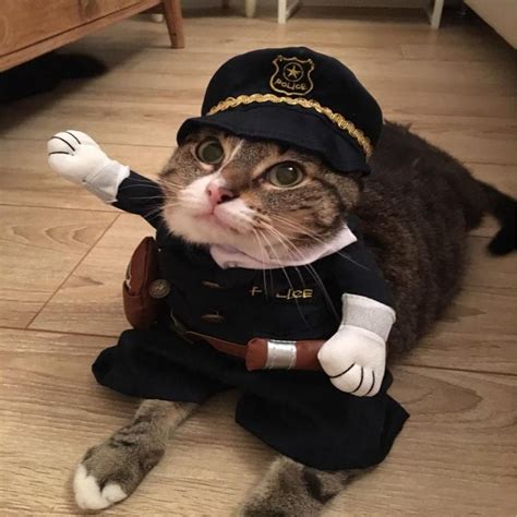Grab Hold Of The Shocking Funny Cat Halloween Pictures Hilarious Pets