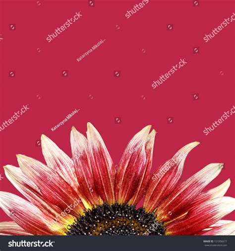 Red Sunflower Background Stock Photo 151056677 Shutterstock