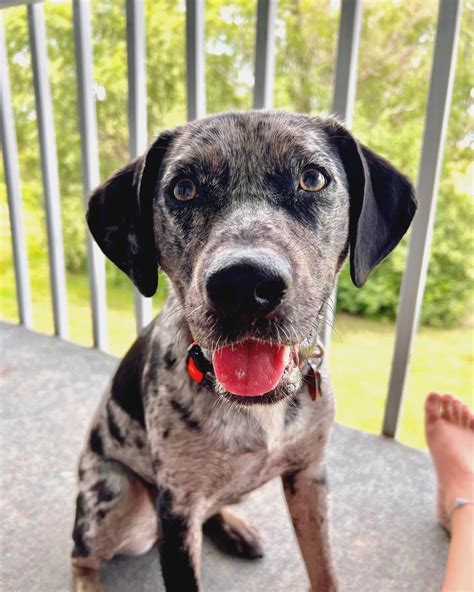 Catahoula Leopard Dog Mixed With Pitbull Puppies And Prices