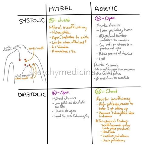 Systolic Murmurs Systolic Vs Diastolic Heart Murmurs Sketchy