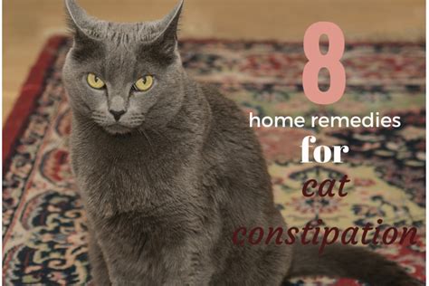 Constipation is a very common complaint, and a person's lifestyle and diet often play a role. Home remedies for constipation in cats