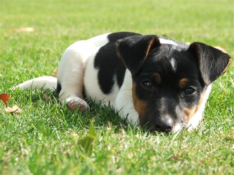 Parson russell terrier olarak da bilinir. jack russel puppies nieuw