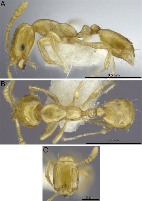 Ants Of The Monomorium Monomorium Species Group Hymenoptera