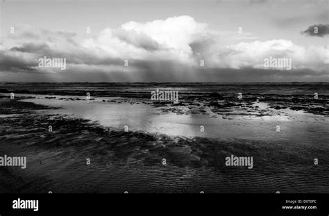 Birds In Storm Black And White Stock Photos And Images Alamy