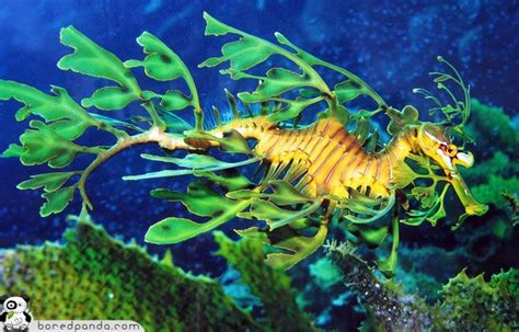 20 Amazing Examples Of Animal Camouflage Sea Dragon Leafy Sea Dragon