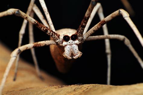 Download Arachnid Ogre Faced Spider Animal Spider 4k Ultra Hd Wallpaper