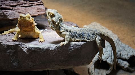 Guide To Owning A Bearded Dragon Lizard Did You Know Pets