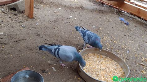 Makanan Burung Merpati