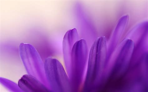 125 photos · curated by stock photos. flowers, Macro, Nature, Purple Flowers Wallpapers HD ...