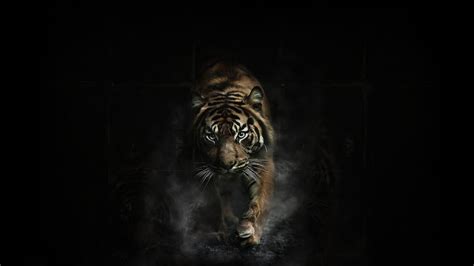 Here you can find the best tiger hd wallpapers uploaded by our community. Tiger tigers wallpaper | 1920x1080 | 83195 | WallpaperUP