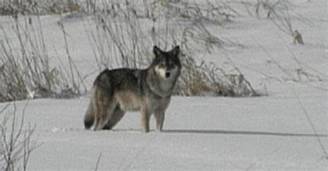 Pbs Wisconsin Documentaries Wolves In Wisconsin Pbs