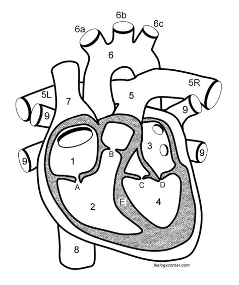 Anatomy Of The Heart Biology Libretexts
