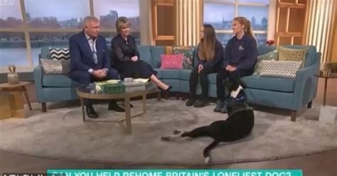 This Morning Viewers Shocked After Technical Glitch Exposes A Lie Cornwall Live