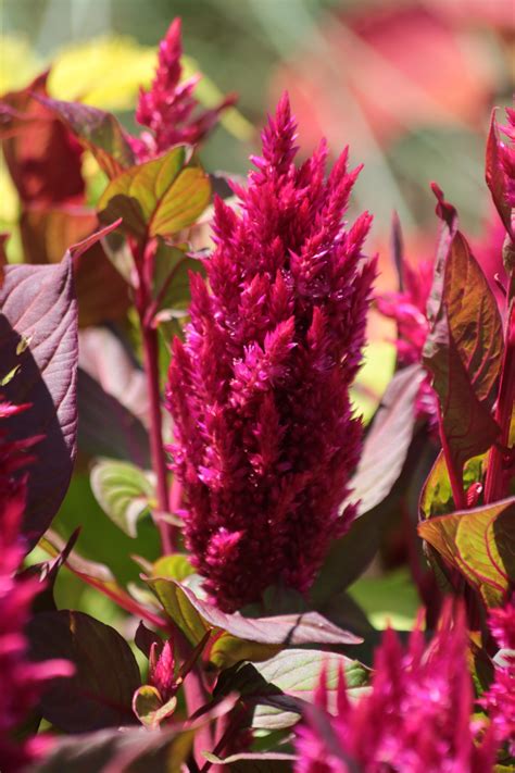 Maroon Celosia Bloom Close Up Free Stock Photo Public Domain Pictures