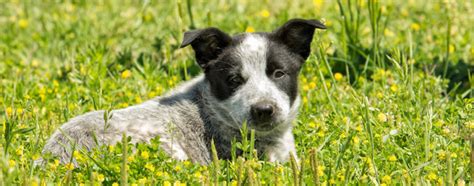 The Best Dog Food For Blue Heelers In 2022 My Pet Needs That