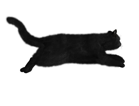 Cat Running Png | PNG Images Download | Cat Running Png pictures Download | Cat Running Png PNG ...