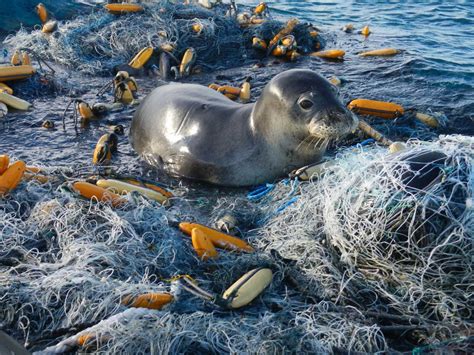 The Marine Mammal Center Ocean Trash