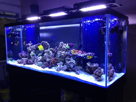 Featured Tank 210 Gallon Master Piece