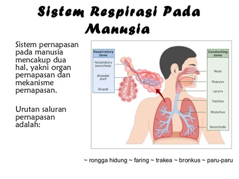 Sistem respirasi mengapa diperlukan ? Sistem Respirasi Pada Manusia