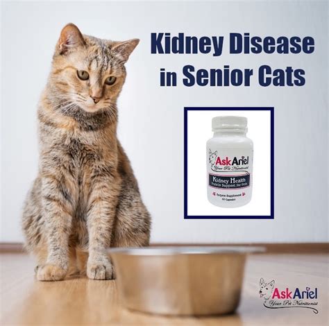How To Help Senior Cats With Kidney Disease Holistic Vet And Pet