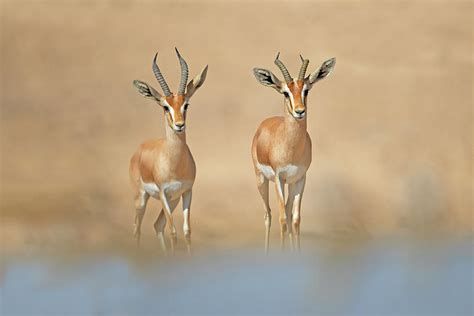 Dorcas Gazelle Photograph by Shlomo Waldmann
