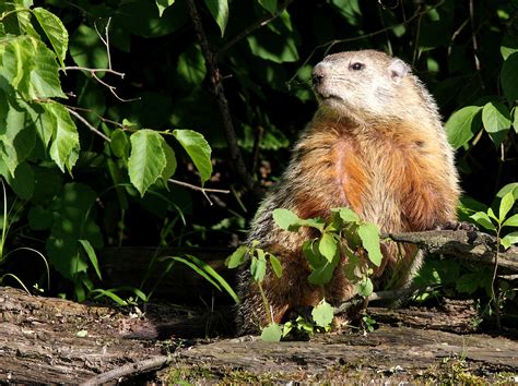 Groundhog In Backyard Homideal