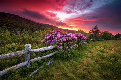 North Carolina Blue Ridge Mountains Appalachian Trail Spring Flowers