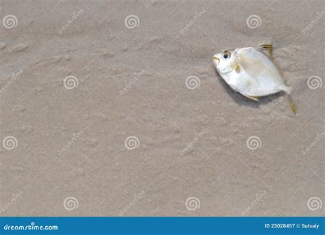 Peixes Inoperantes Na Praia Imagem De Stock Imagem De Morte Areia