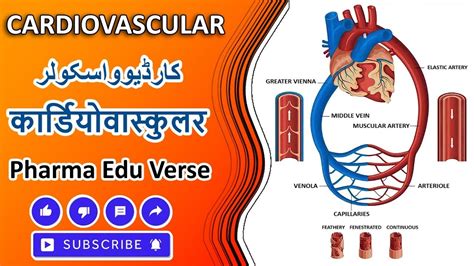 Cardiovascular System Pulmonary And Systemic Circulation Urduhindi